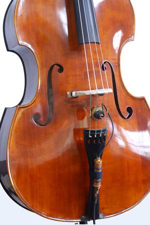 Ear Trumpet Labs Nadine on Bass